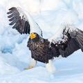 Pygargue de Steller Pygargue empereur Haliaeetus pelagicus - Steller's Sea Eagle