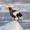 Pygargue de Steller Pygargue empereur Haliaeetus pelagicus - Steller's Sea Eagle