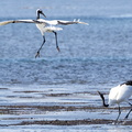 Grue du Japon Grus japonensis - Red-crowned Crane