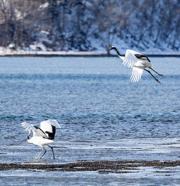 Grue du Japon Grus japonensis - Red-crowned Crane