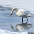 Cygne chanteur Cygnus cygnus - Whooper Swan