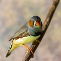 Diamant mandarin Taeniopygia guttata - Sunda Zebra Finch