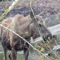 Alces  Élan, Orignal