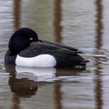 Fuligule morillon Aythya fuligula - Tufted Duck