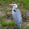 Héron cendré Ardea cinerea - Grey Heron