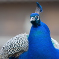 Paon bleu Pavo cristatus - Indian Peafowl