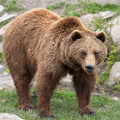 grizzly (Ursus arctos horribilis)