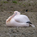 Pélican blanc Pelecanus onocrotalus - Great White Pelican