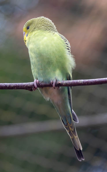 Perruche ondulée Melopsittacus undulatus - Budgerigar