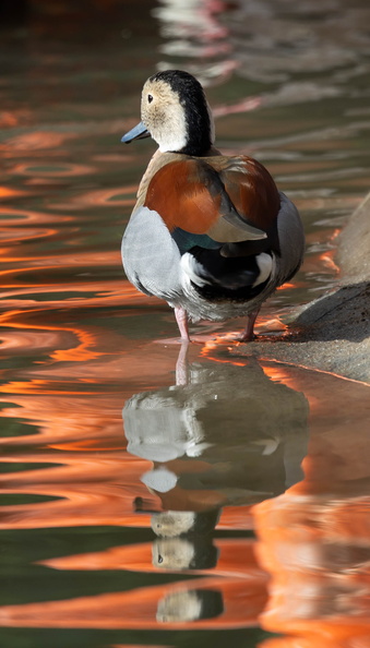 Canard à collier noir Callonetta leucophrys - Ringed Teal