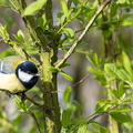 Mésange charbonnière Parus major - Great Tit