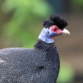 Pintade de Pucheran Guttera pucherani - Eastern Crested Guineafowl