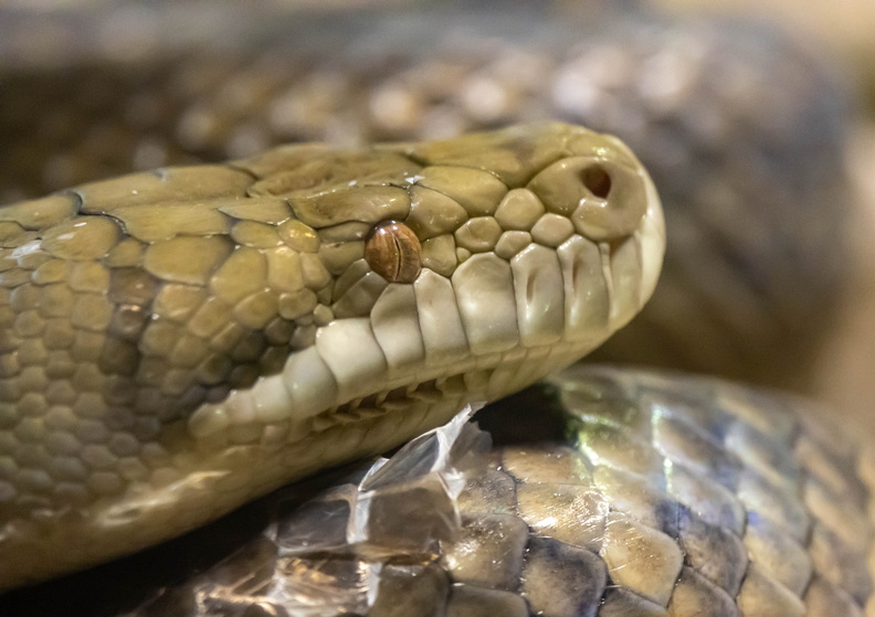 Python améthyste (Simalia amethistina)