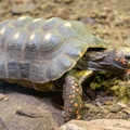 Tortue charbonnière à pattes rouges (Chelonoidis carbonarius)