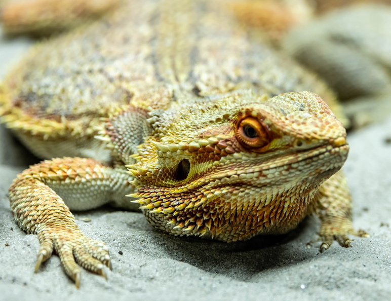 agame barbu (Pogona vitticeps)