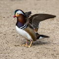 Canard mandarin Aix galericulata - Mandarin Duck