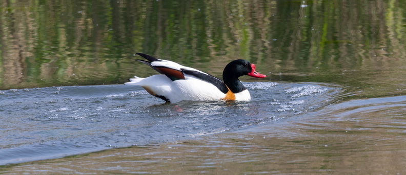 Tadorne de Belon Tadorna tadorna - Common Shelduck