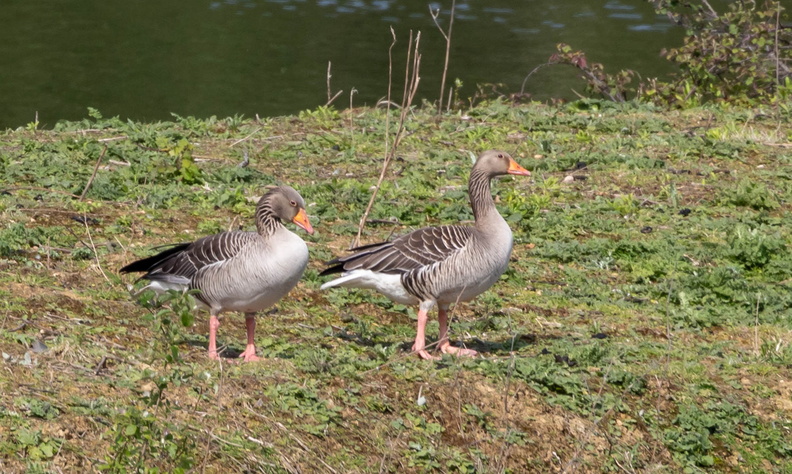 Oie cendrée Anser anser - Greylag Goose