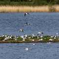 Mouette rieuse Chroicocephalus ridibundus - Black-headed Gull