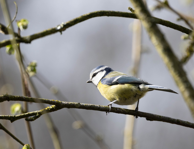  Mésange bleue Cyanistes caeruleus - Eurasian Blue Tit