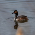 Grèbe à cou noir Podiceps nigricollis - Black-necked Grebe