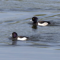 Fuligule morillon Aythya fuligula - Tufted Duck