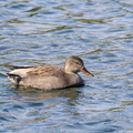 Canard chipeau Mareca strepera - Gadwall