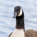 Bernache du Canada Branta canadensis - Canada Goose