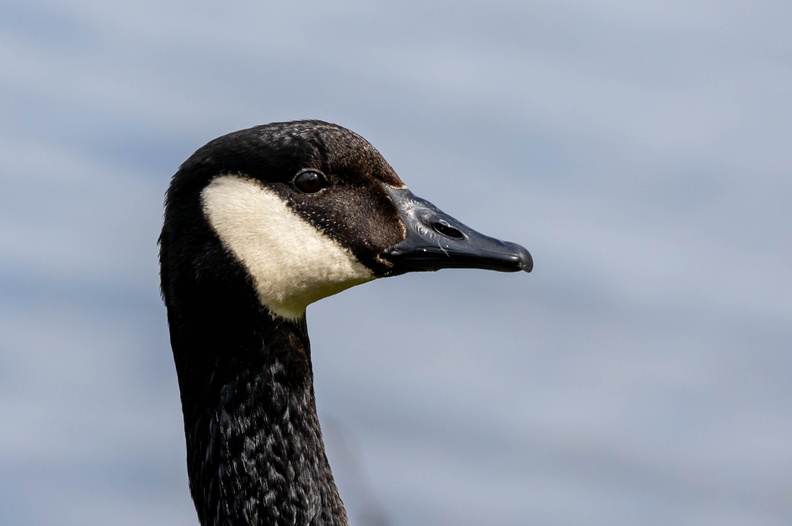 Bernache du Canada Branta canadensis - Canada Goose