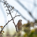  Linotte mélodieuse Linaria cannabina - Common Linnet