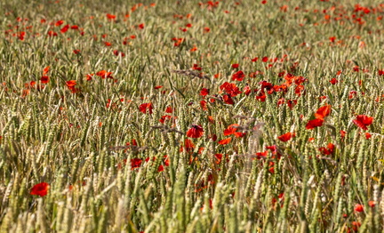 Coquelicot