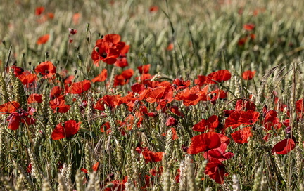 Coquelicot