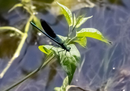 Odonate Zygoptère : Calopteryx virgo