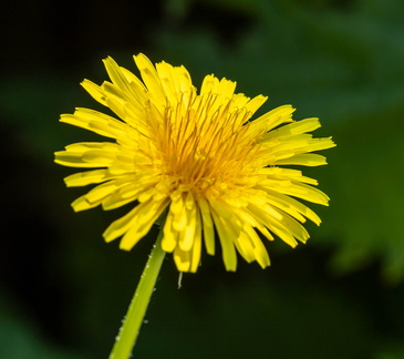 Taraxacum officinale