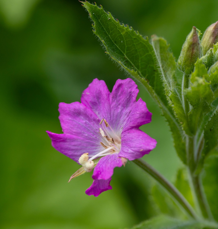 Épilobe à grandes fleurs