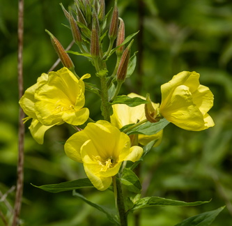 Onagre à grande fleurs