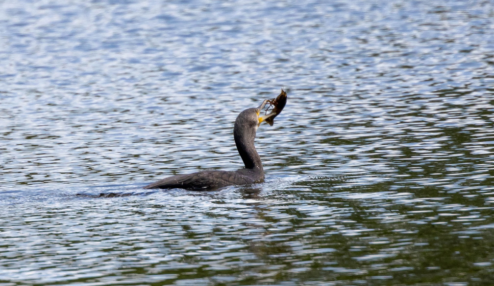 Grand Cormoran Phalacrocorax carbo - Great Cormorant