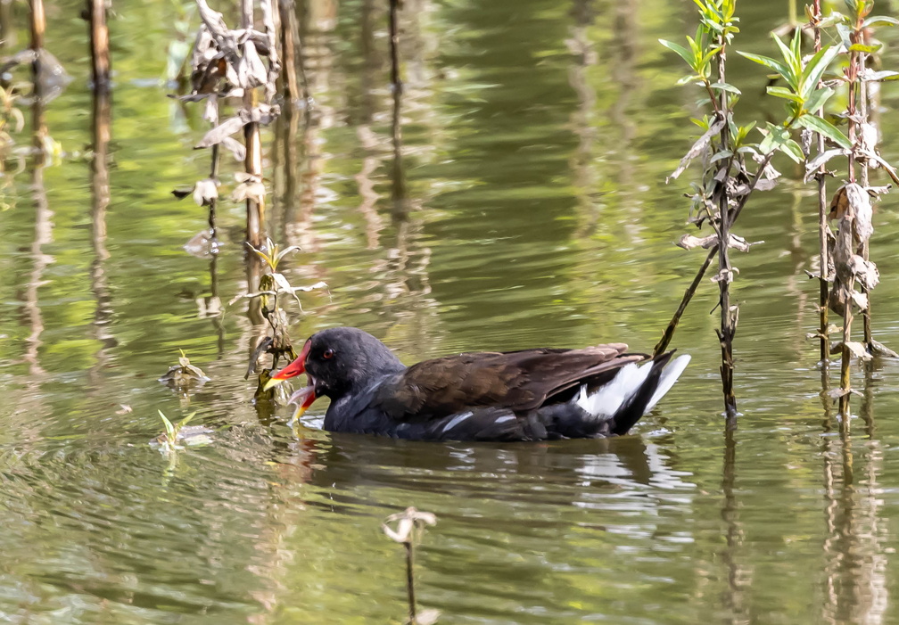 Gallinule poule-d'eau Gallinula chloropus - Common Moorhen