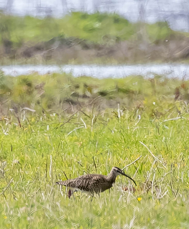  Courlis corlieu Numenius phaeopus - Eurasian Whimbrel