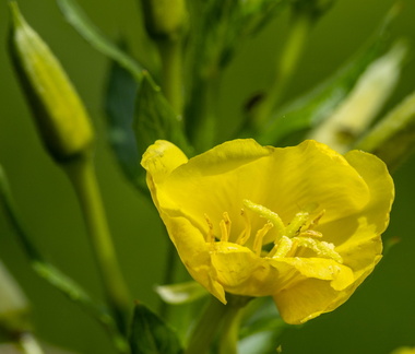 Onagre bisannuelle