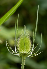 Cardère sauvage