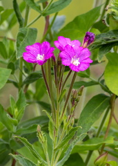 Épilobe à grandes fleurs