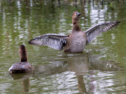  Fuligule à dos blanc Aythya valisineria - Canvasback