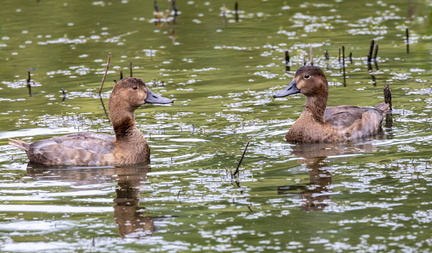  Fuligule à dos blanc Aythya valisineria - Canvasback