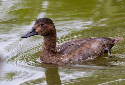  Fuligule à dos blanc Aythya valisineria - Canvasback