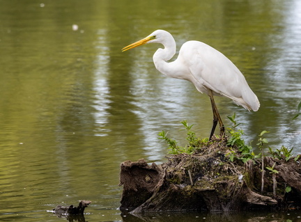  Grande Aigrette Ardea alba - Great Egret