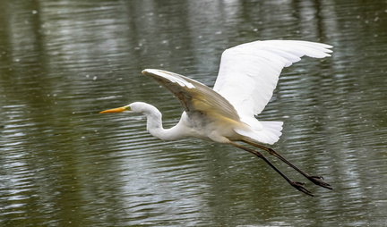  Grande Aigrette Ardea alba - Great Egret