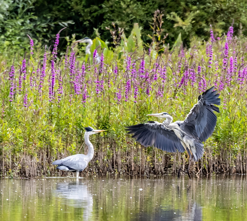  Héron cendré Ardea cinerea - Grey Heron