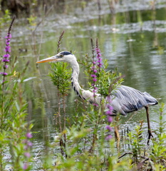 Héron cendré Ardea cinerea - Grey Heron