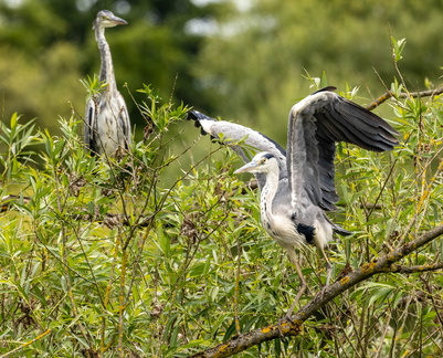  Héron cendré Ardea cinerea - Grey Heron